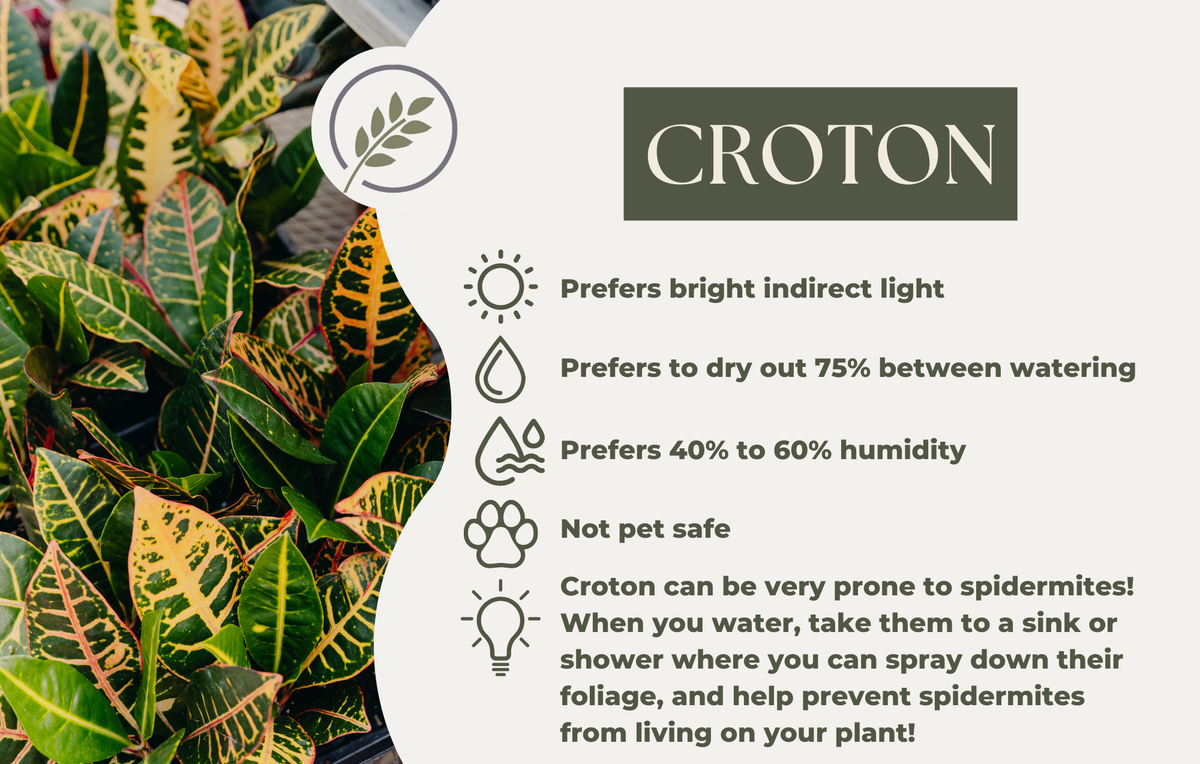 CROTON