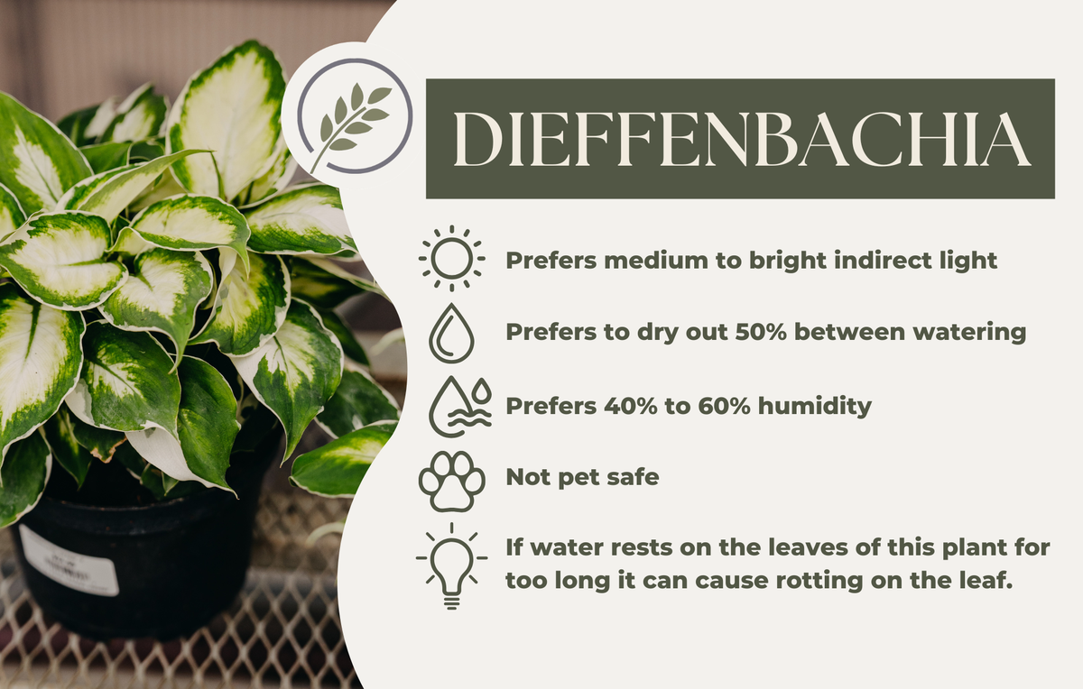 DIEFFENBACHIA