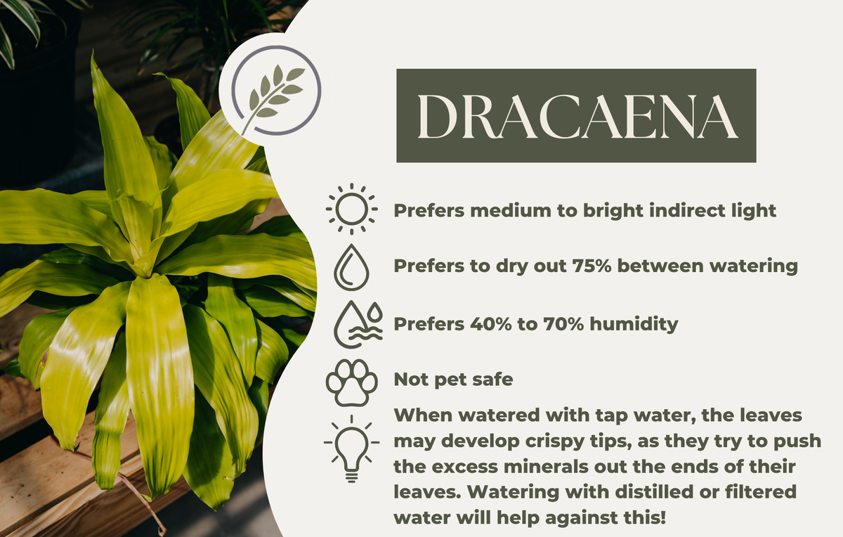 DRACAENA