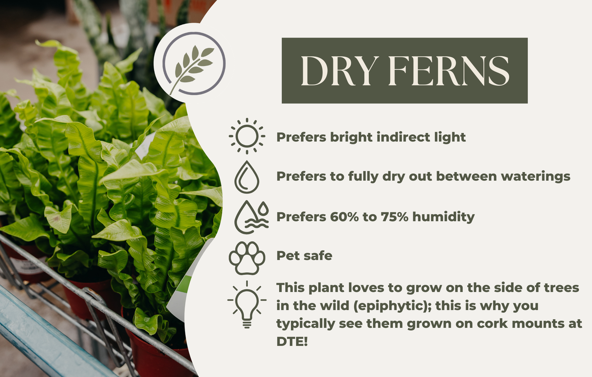 DRY FERNS