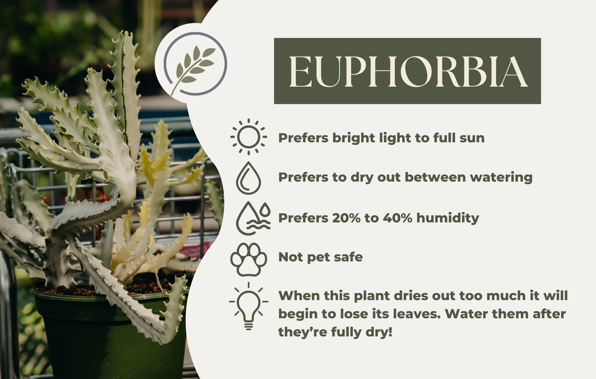 EUPHORBIA