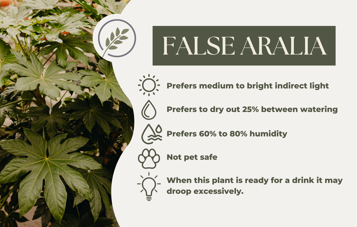 FALSE ARALIA