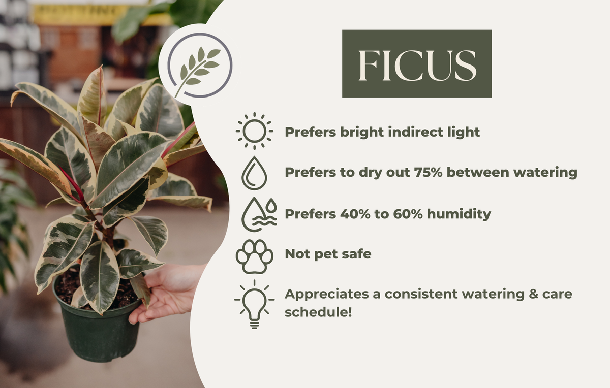 FICUS