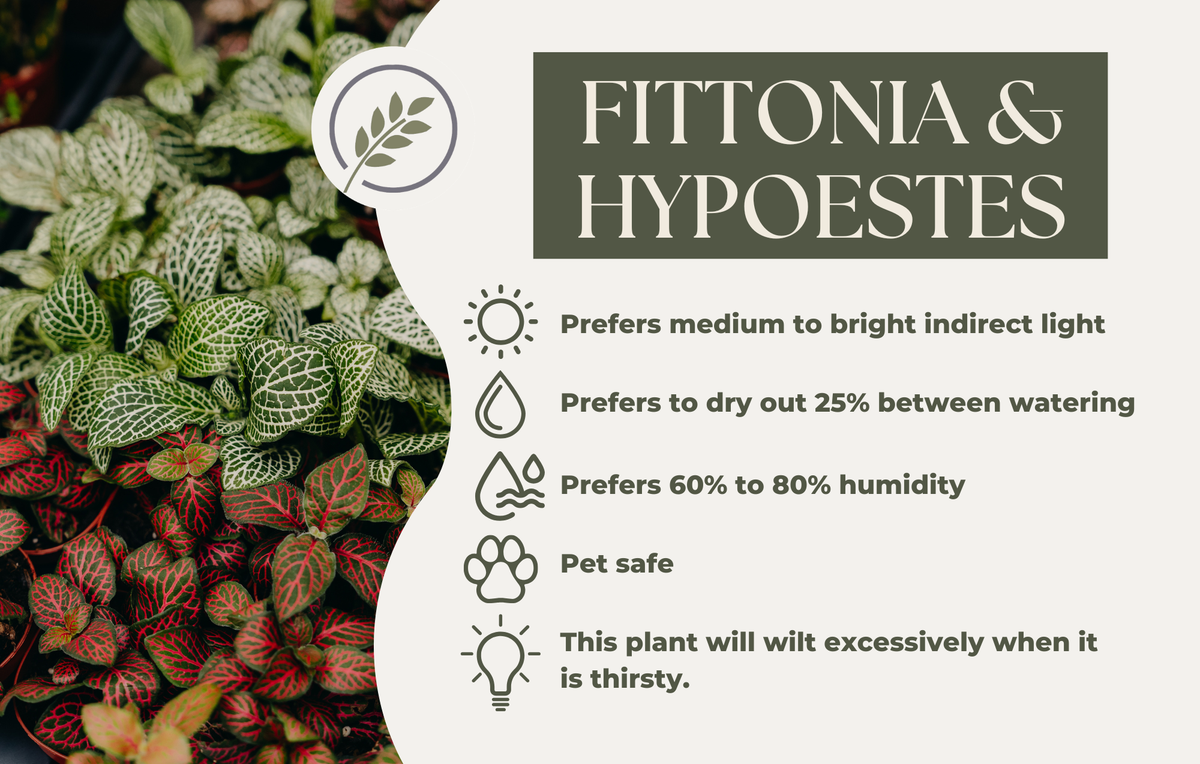 FITTONIA & HYPOESTES