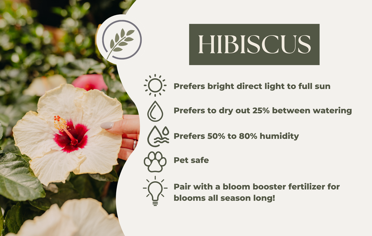 HIBISCUS