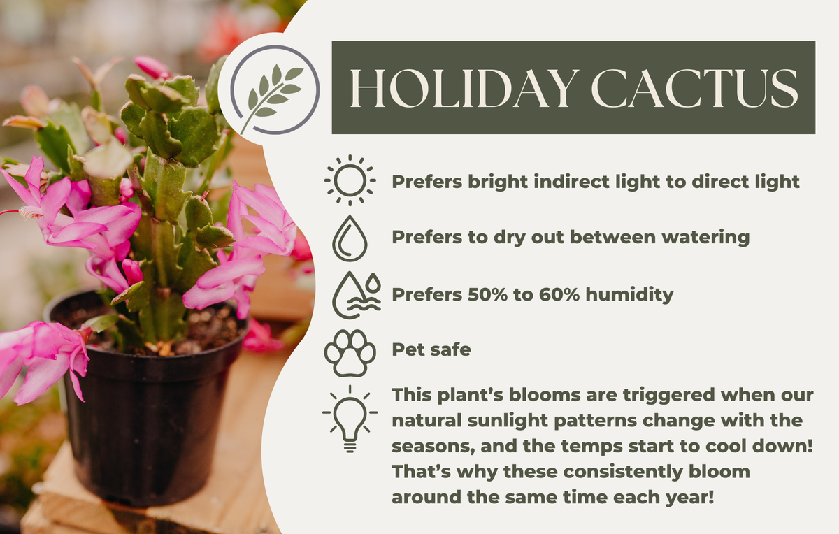 HOLIDAY CACTUS
