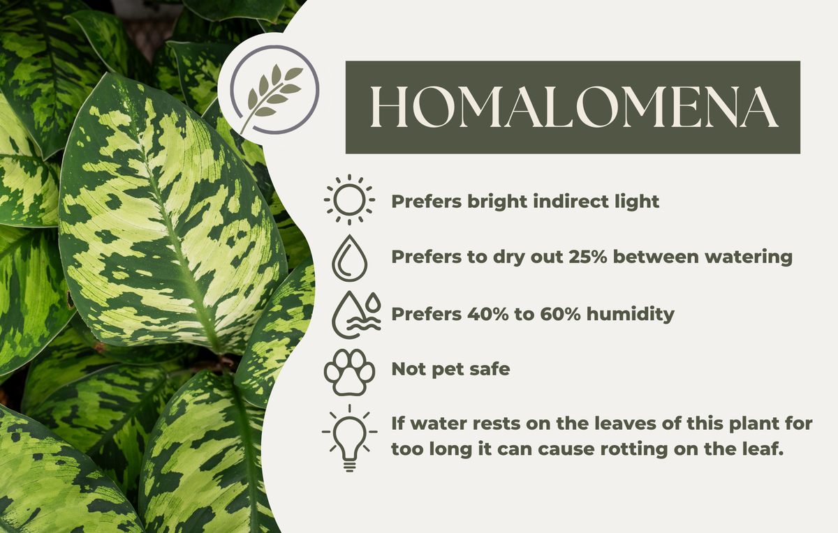 HOMALOMENA
