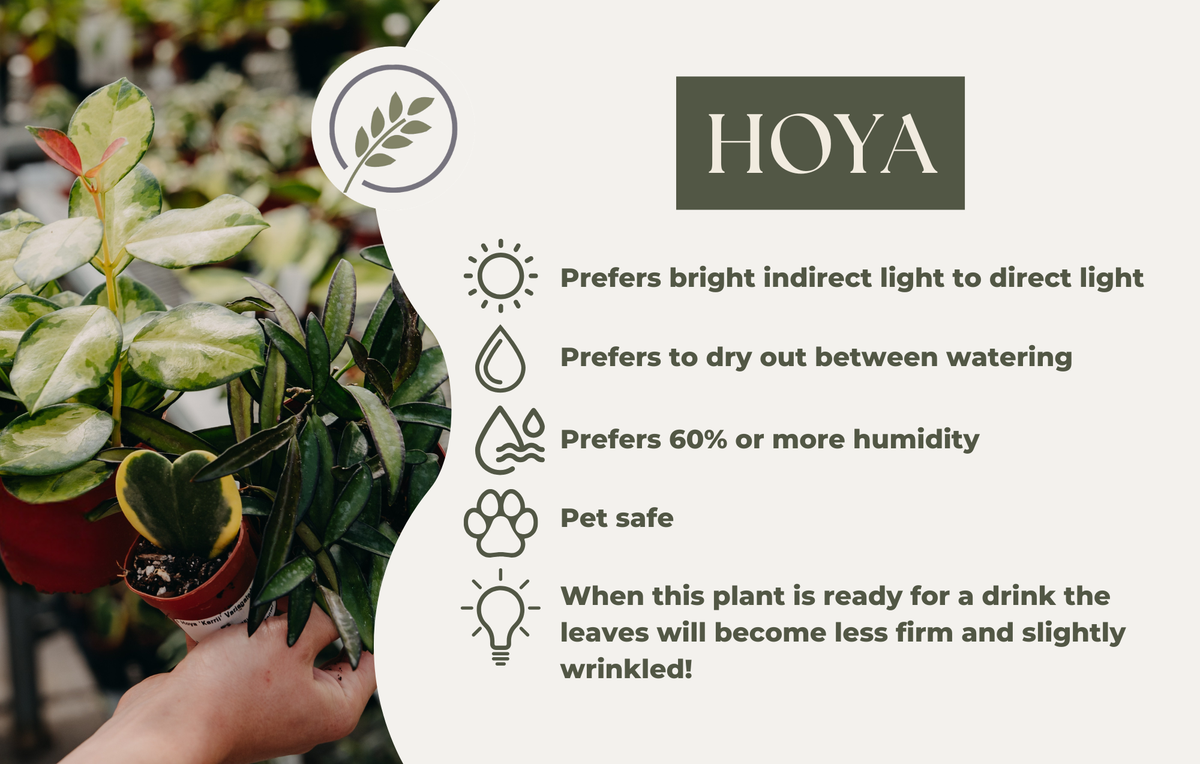 HOYA