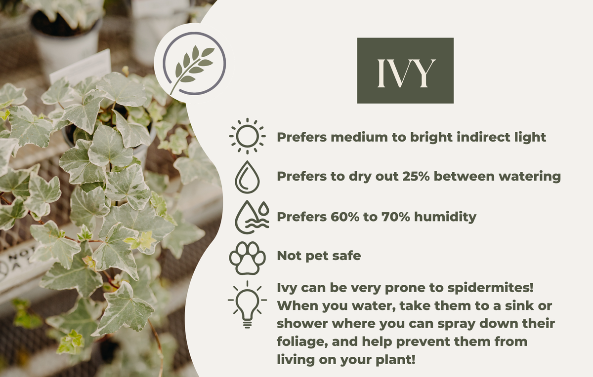 IVY