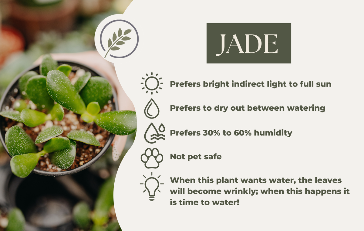 JADE
