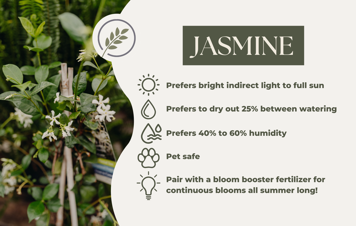 JASMINE