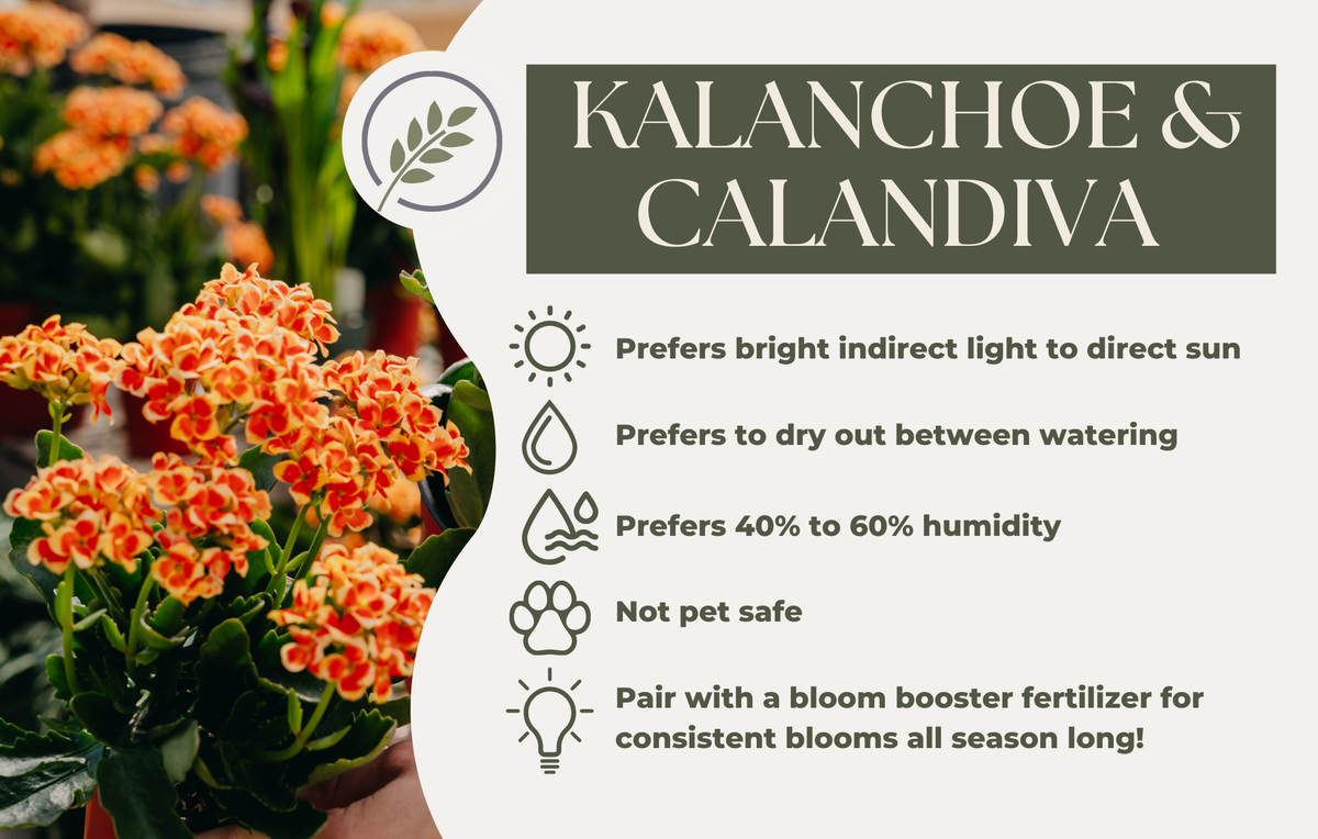 KALANCHOE & CALANDIVA