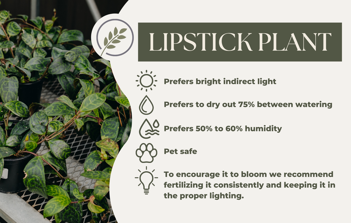 LIPSTICK PLANT