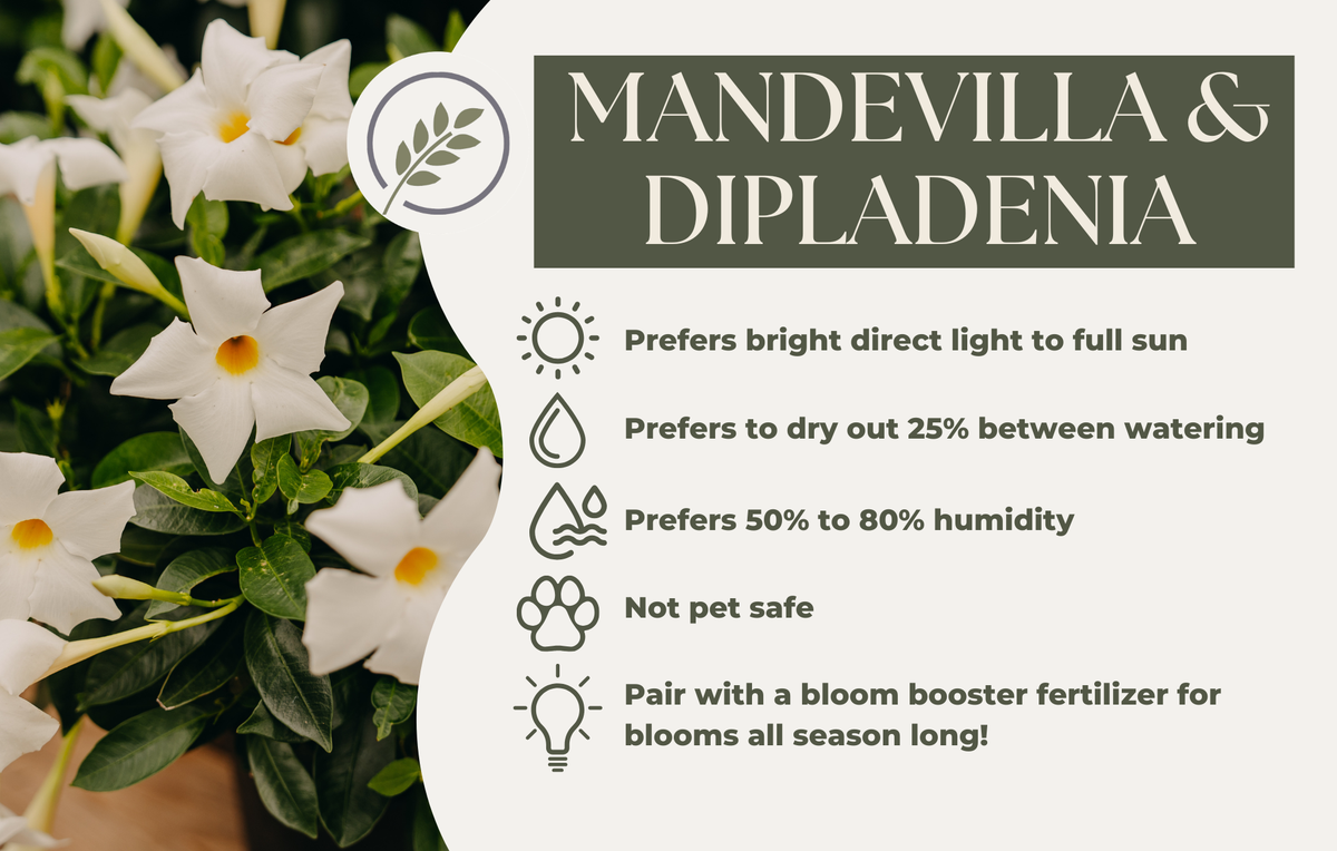 MANDEVILLA & DIPLADENIA
