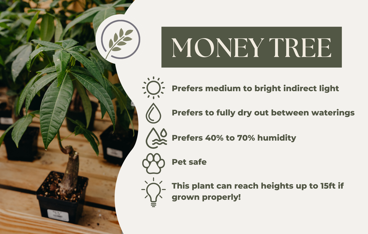 MONEY TREE