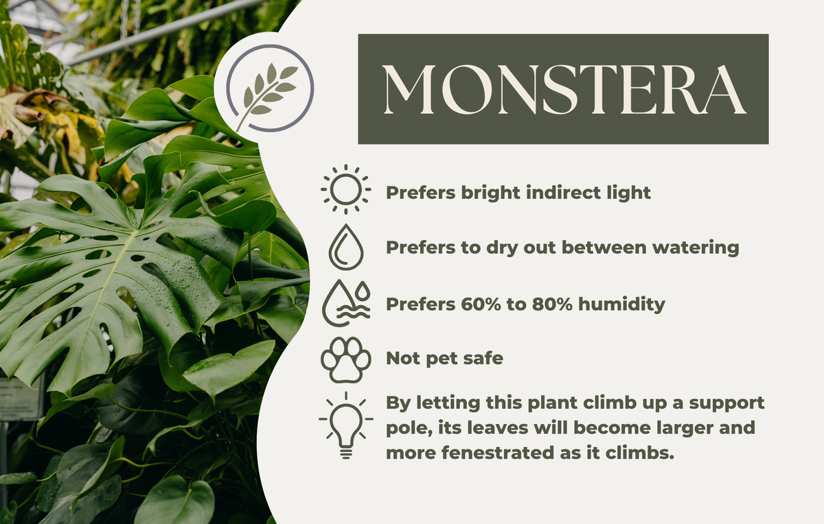 MONSTERA