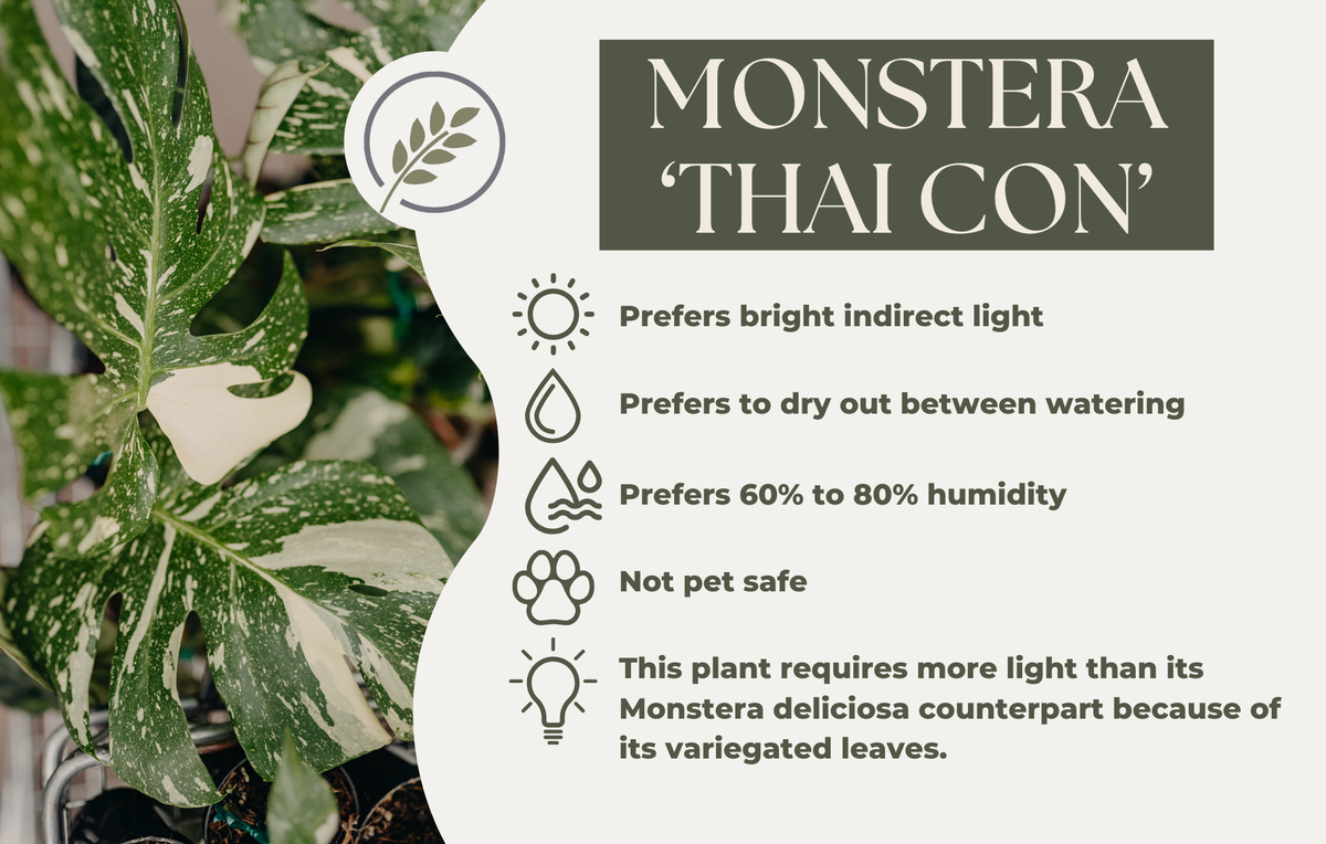 MONSTERA 'THAI CON'