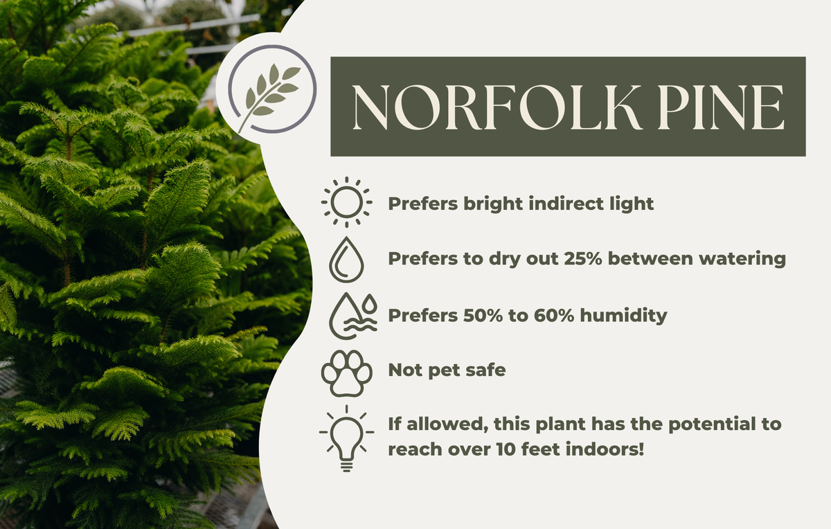 NORFOLK PINE