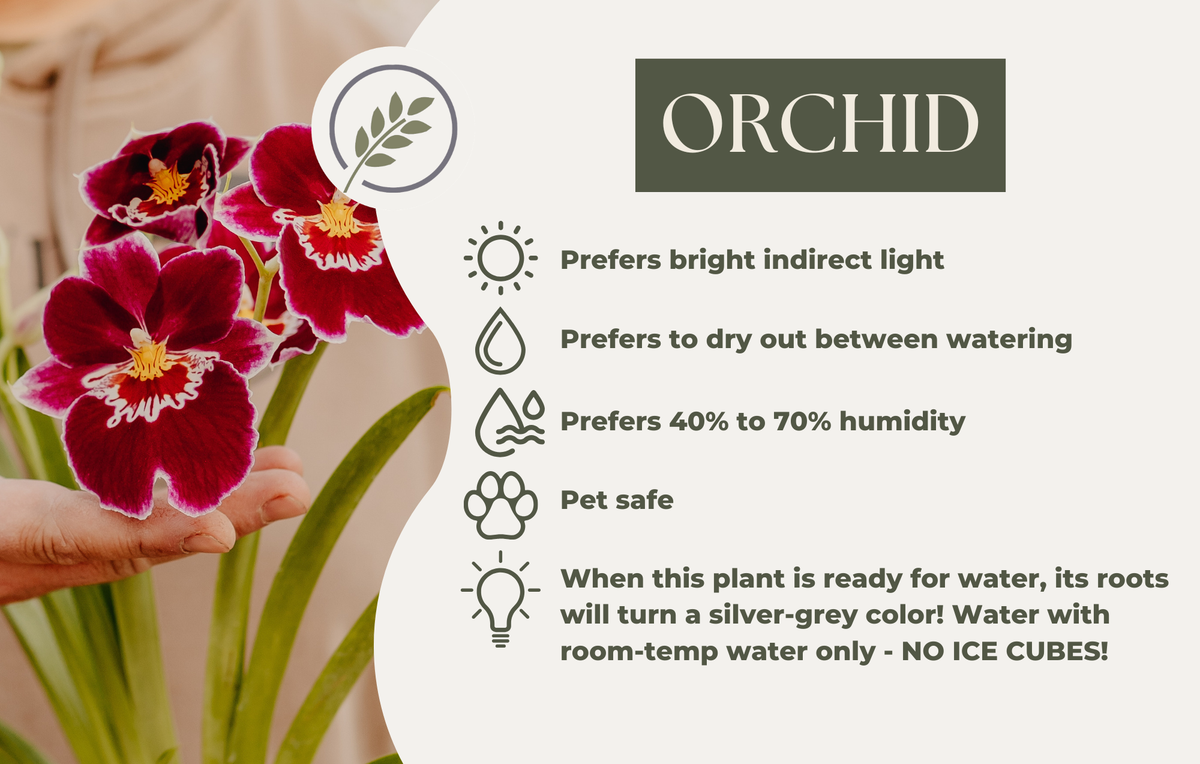 ORCHID