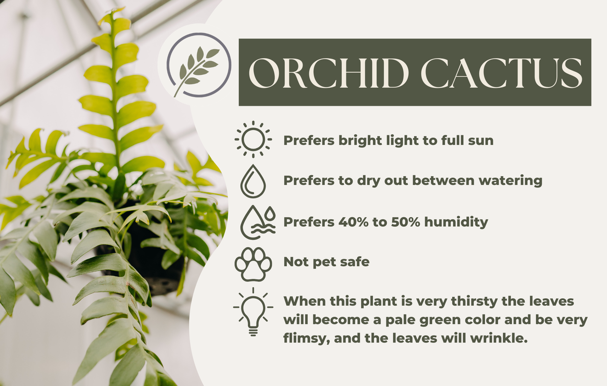 ORCHID CACTUS