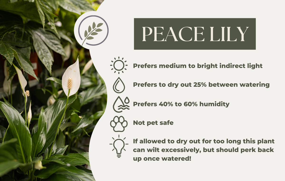 PEACE LILY