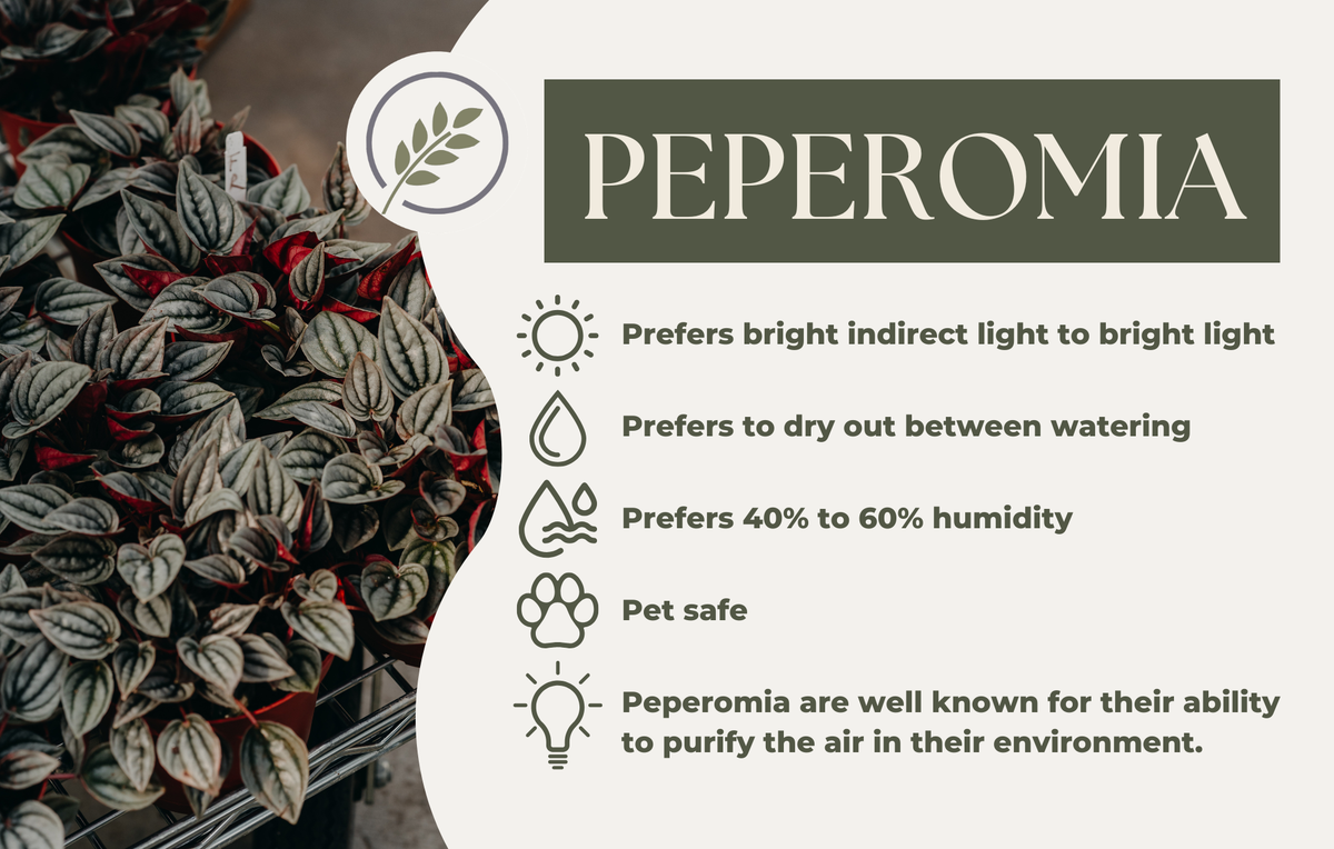 PEPEROMIA