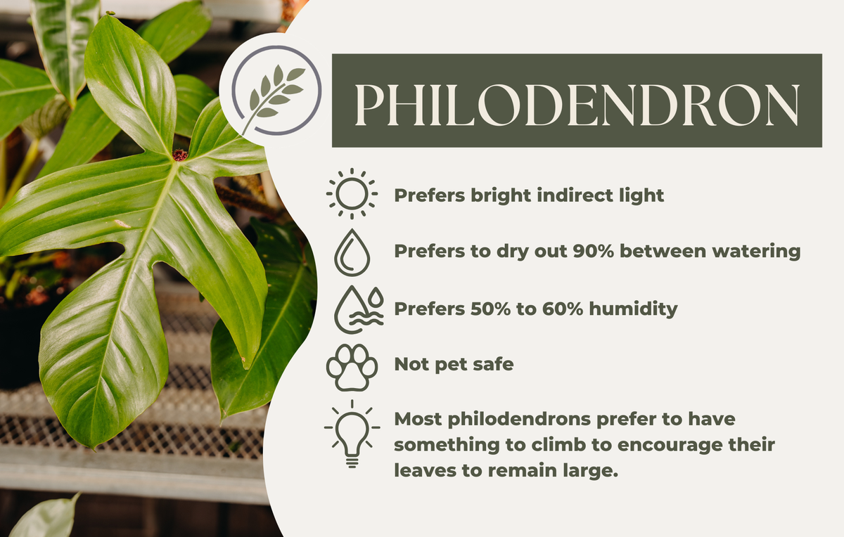 PHILODENDRON