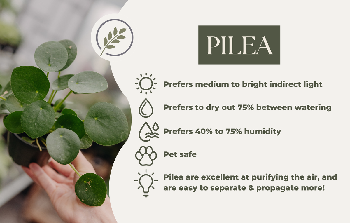 PILEA