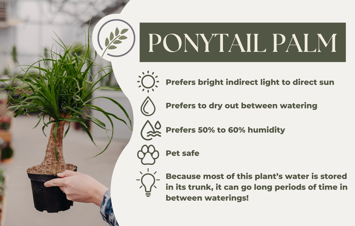 PONYTAIL PALM