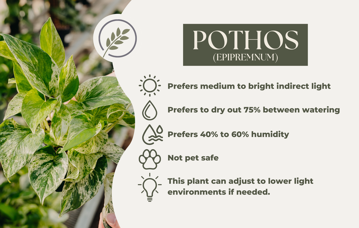 POTHOS