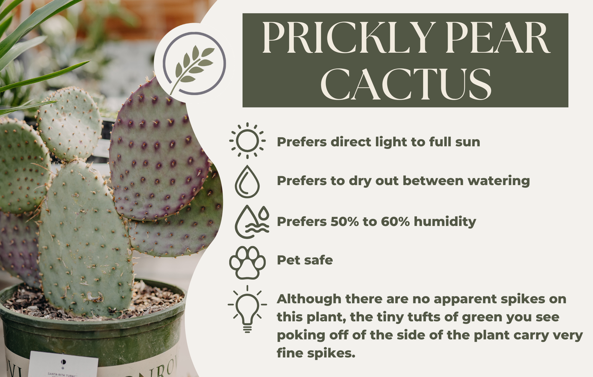 PRICKLY PEAR CACTUS