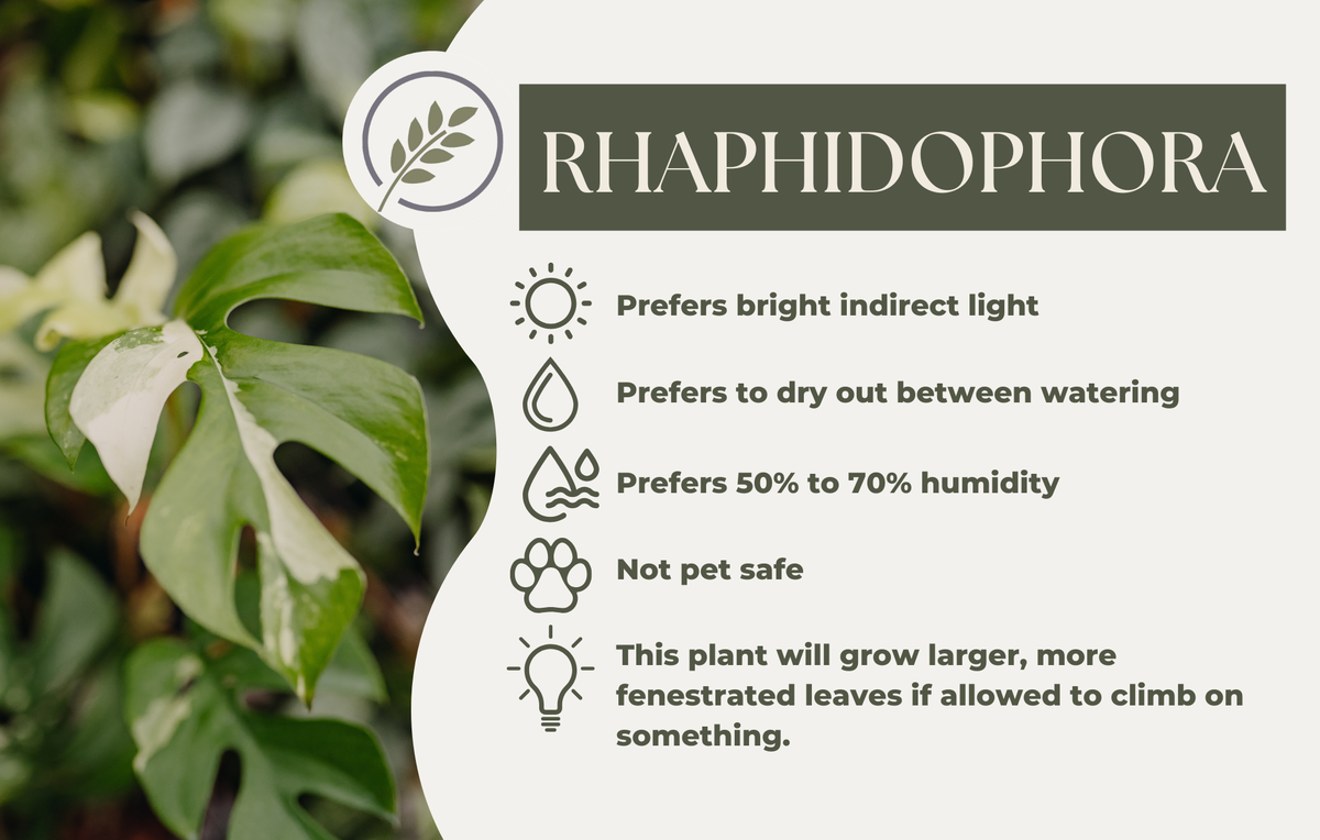 RHAPHIDOPHORA
