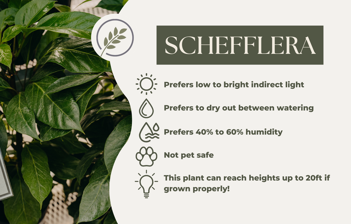 SCHEFFLERA