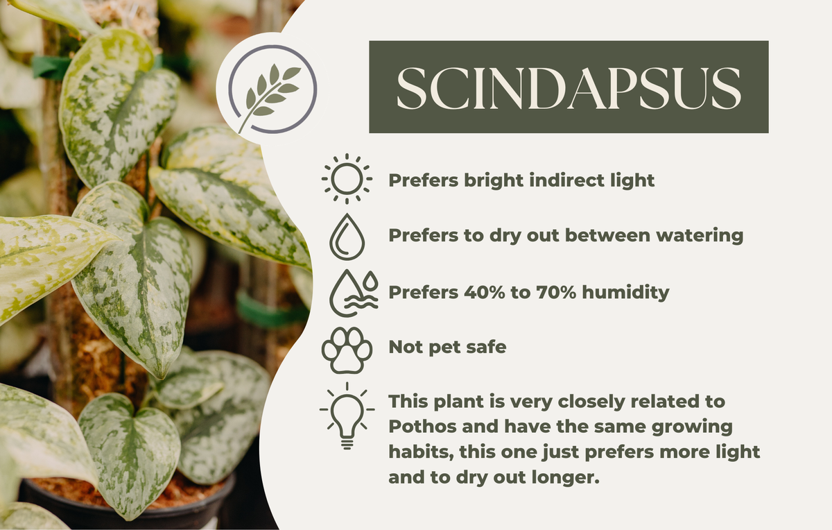 SCINDAPSUS