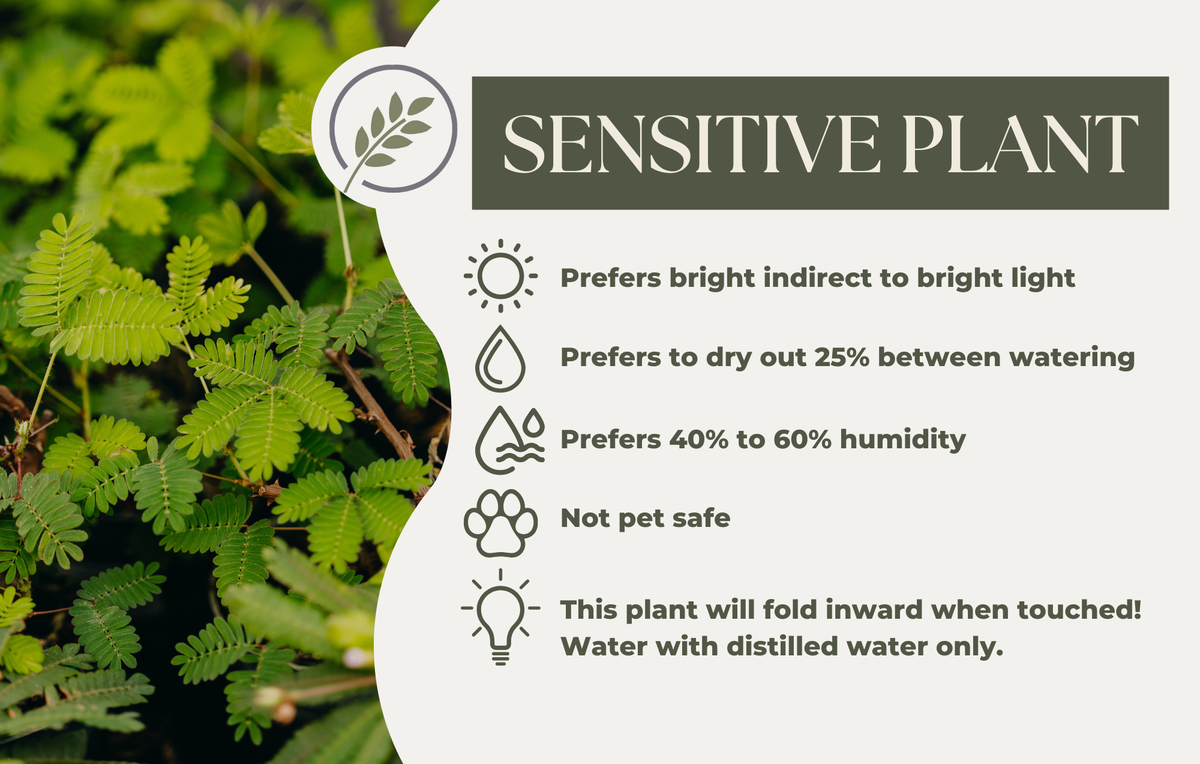 SENSITIVE PLANT