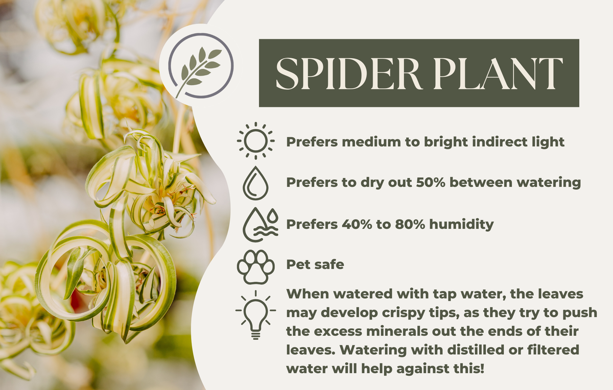 SPIDER PLANT