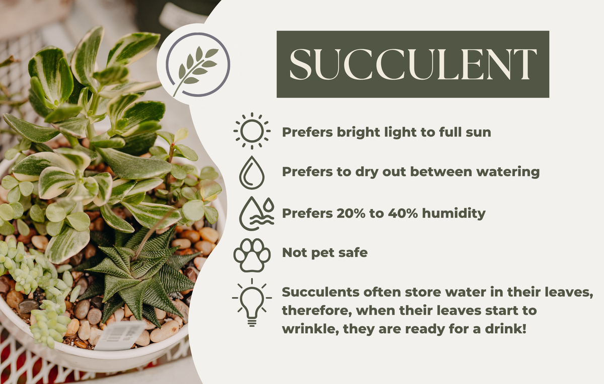 SUCCULENT