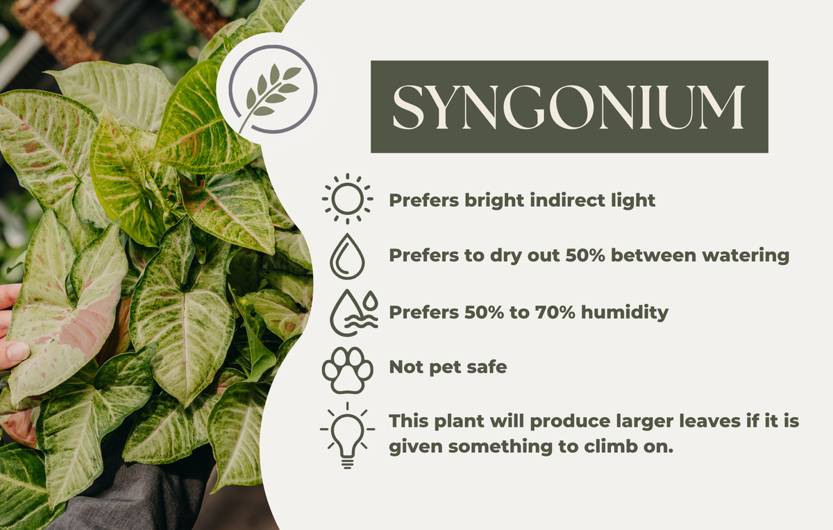 SYNGONIUM