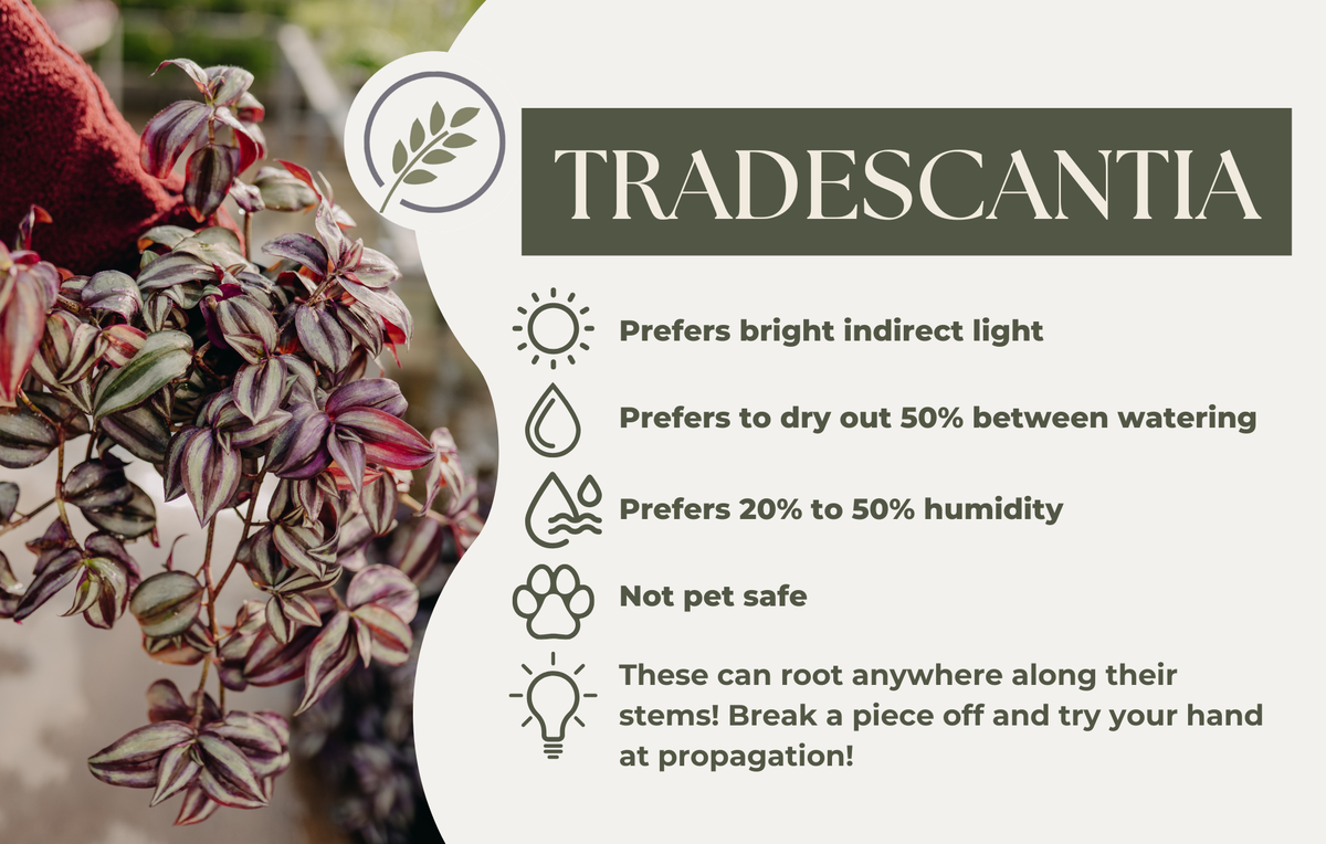TRADESCANTIA