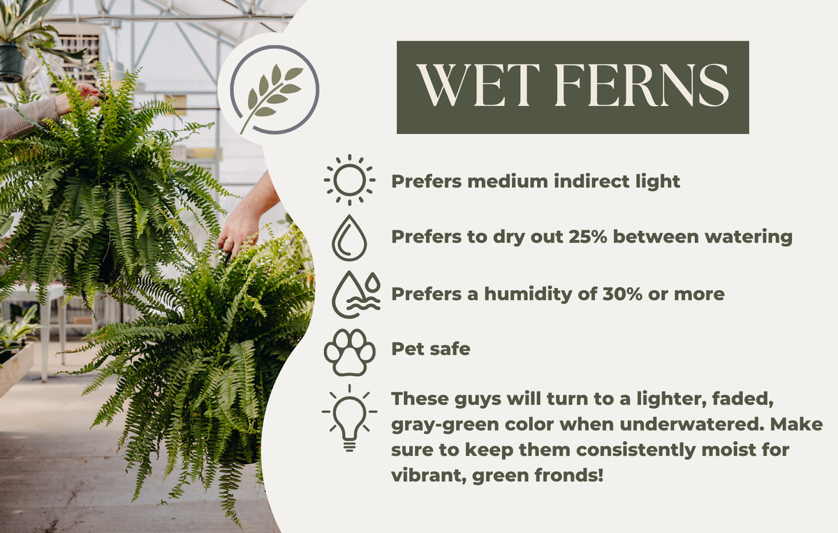 WET FERNS