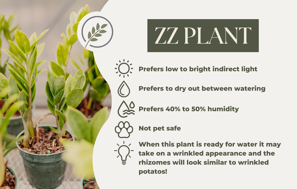 ZZ PLANT