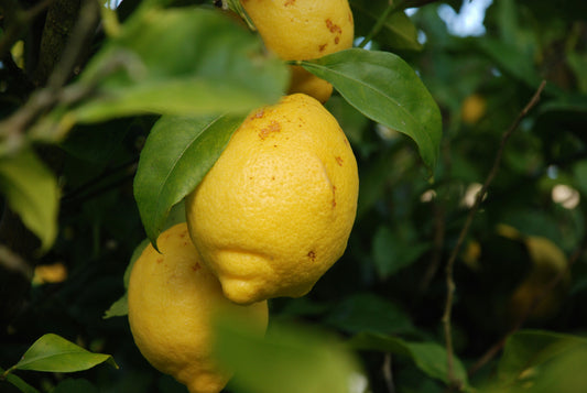 Meyer Lemon (Citrus x limon 'Meyer') - 3 gallon SHRUB