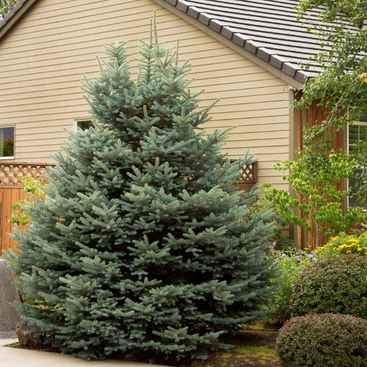 Blue Spruce Fat Albert #15
