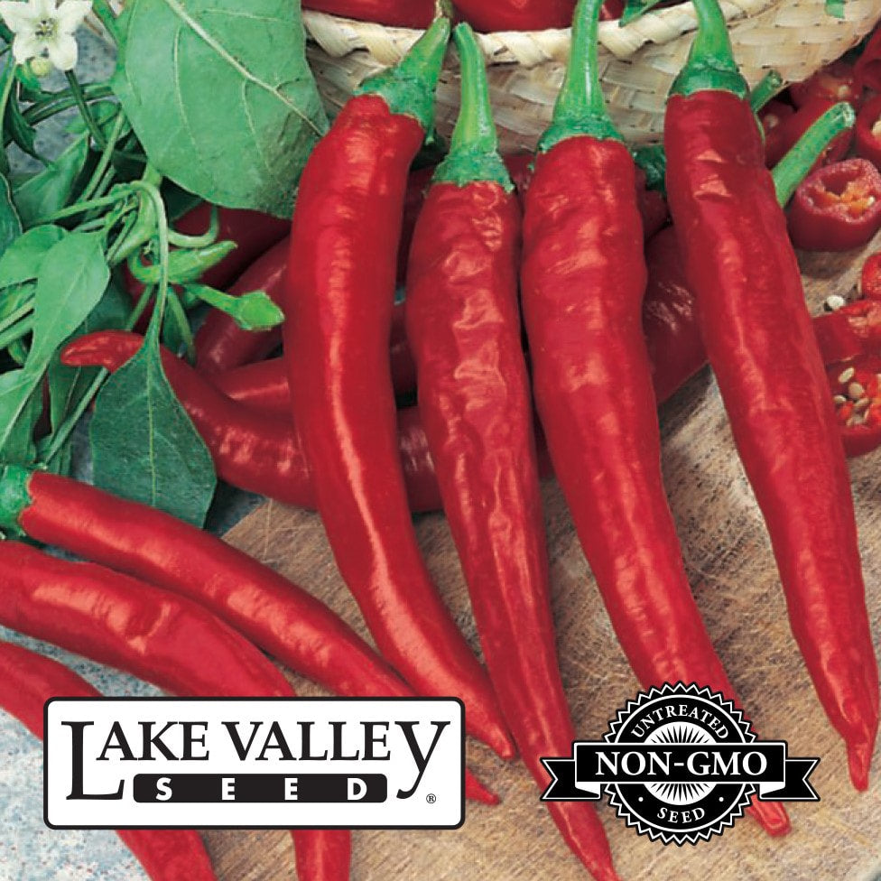 Pepper Hot Thai Dragon (Extra hot) LV