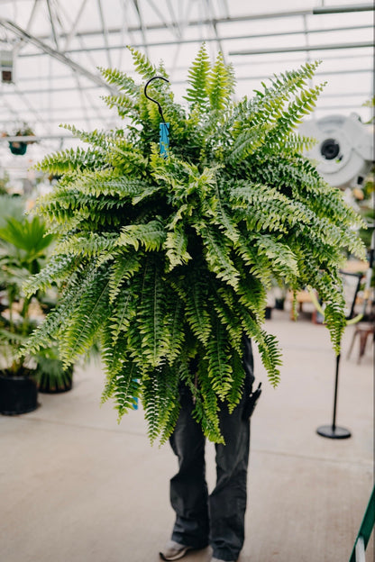 10" Boston Fern Hanging Basket Presale! 2 Baskets for $50. Now Through February 28th!