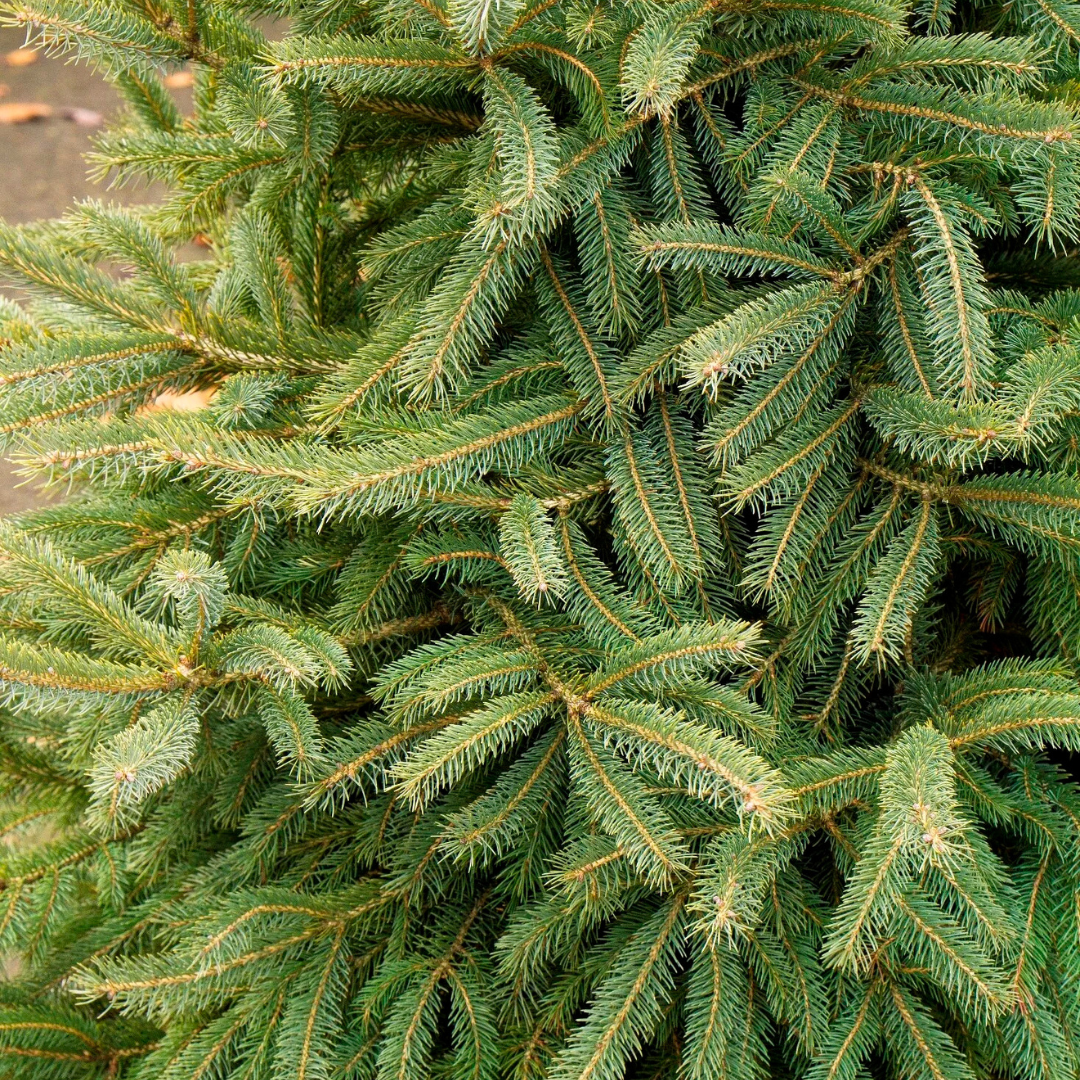 Black Hills Spruce #20