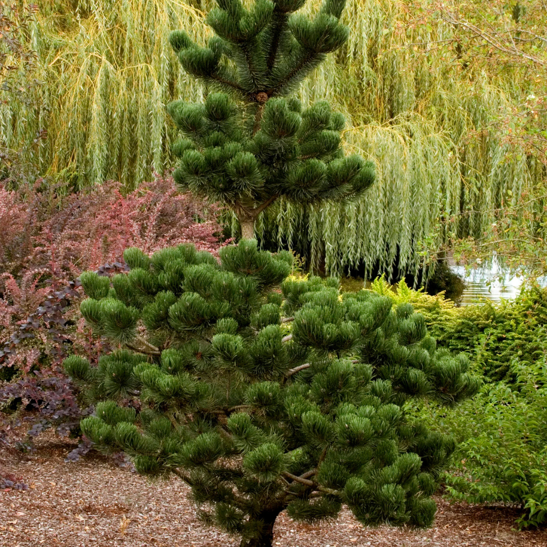 Pine Oregon Green #15