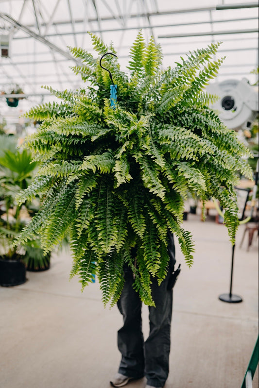 10" Boston Fern Hanging Basket Presale! 2 Baskets for $50. Now Through February 28th!