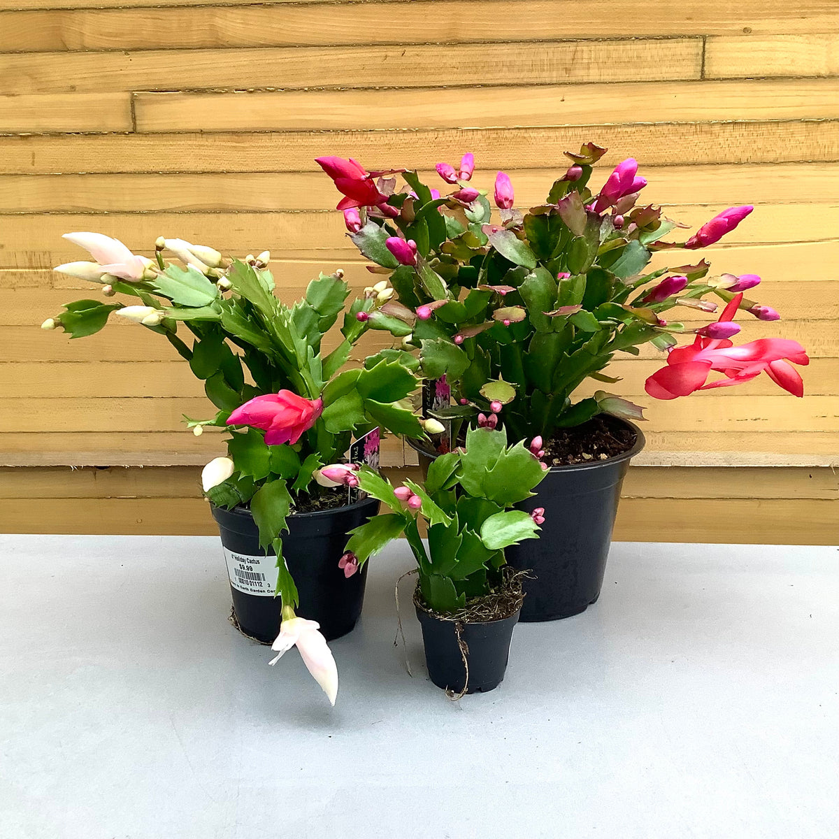 Holiday Cactus