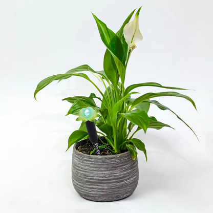 Standard Plant Alarm